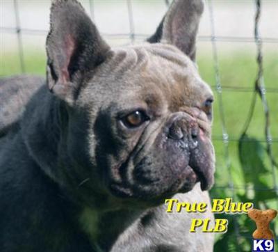 Stud Dogs in IA